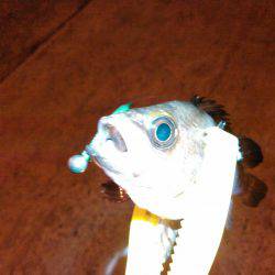 太地でグレ釣り