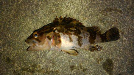 お手軽湾奥ロックゲーム！