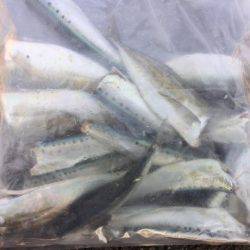 サビキで良型アジ、イワシ