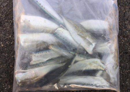 サビキで良型アジ、イワシ