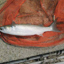 年無しに一歩及ばず。