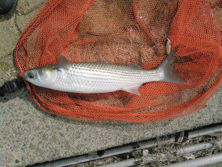 年無しに一歩及ばず。