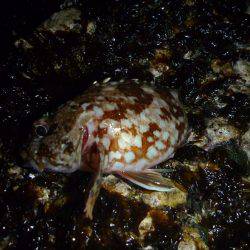 ライトゲームでガシラ