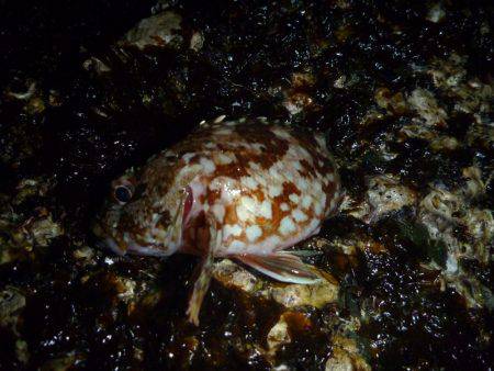 ライトゲームでガシラ