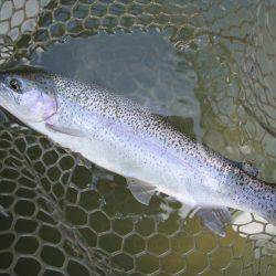 大安トラウトレイク 釣果