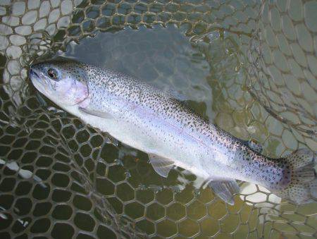 大安トラウトレイク 釣果