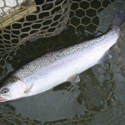 大安トラウトレイク 釣果