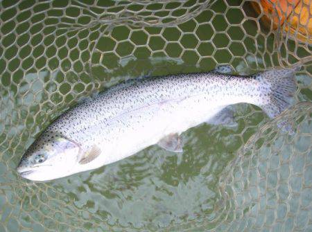 大安トラウトレイク釣果