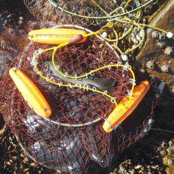 今回は良く釣れました・・・グレ・・・