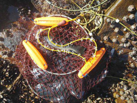 今回は良く釣れました・・・グレ・・・