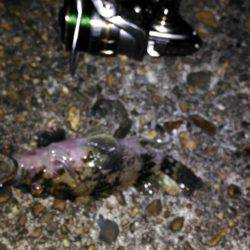 久しぶりのメバリング