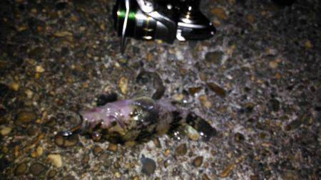 久しぶりのメバリング