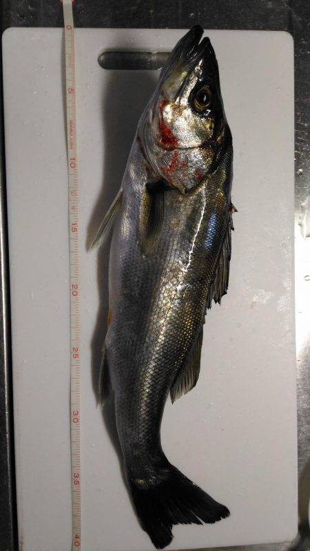 鳴門でシーバス