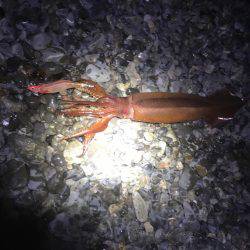 １８日湾内でコウイカ６５０ｇ、１９日石津浜でスルメイカ？