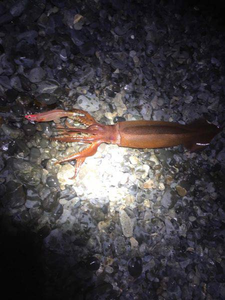 １８日湾内でコウイカ６５０ｇ、１９日石津浜でスルメイカ？