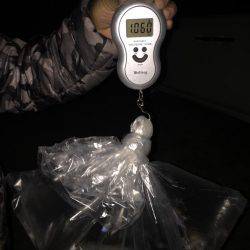 石津浜でアオリイカ、湾内で太刀魚