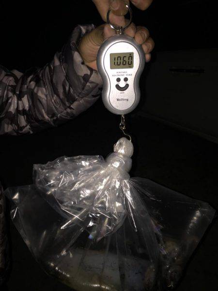 石津浜でアオリイカ、湾内で太刀魚