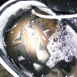 未明に多奈川周辺でメバル調査