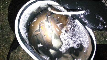 未明に多奈川周辺でメバル調査