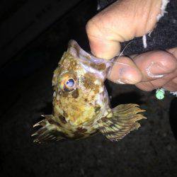 海藻だらけの海…