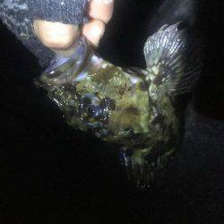 またもやガシラ…