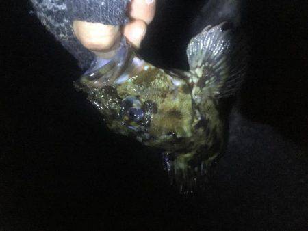 またもやガシラ…