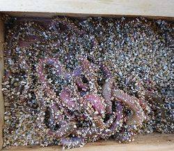 昼間は手堅く穴釣りで。