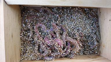 昼間は手堅く穴釣りで。