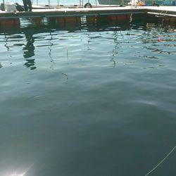 中紀、海上釣り堀湯浅にて初釣り