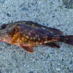 日中にまったりと