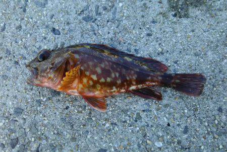 日中にまったりと