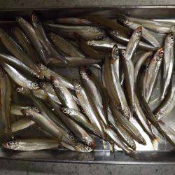 だんだん渋くなってる?布目湖のワカサギ