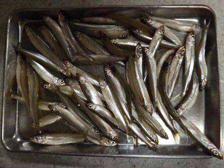 だんだん渋くなってる?布目湖のワカサギ