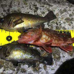 大寒波メバリング