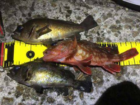 大寒波メバリング