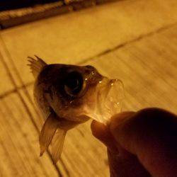 ちびメバル祭り‼