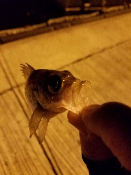 ちびメバル祭り‼