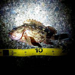 久しぶりのお魚