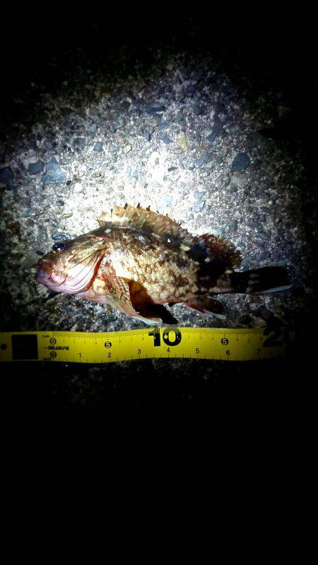 久しぶりのお魚