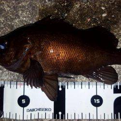 メバルがぽつりぽつり