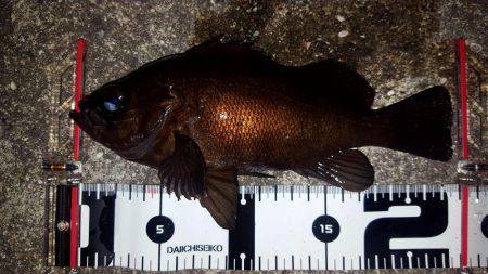 メバルがぽつりぽつり