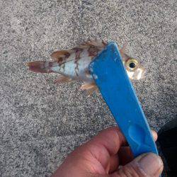 やっと雪がなくなった