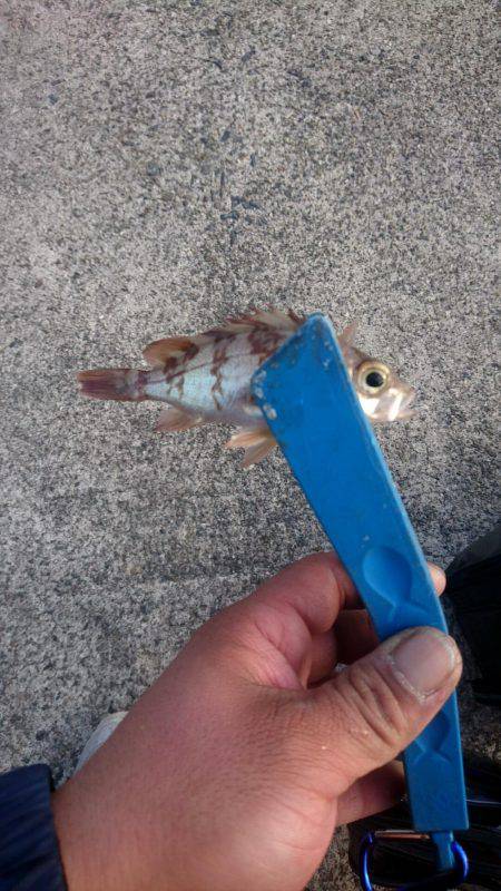 やっと雪がなくなった