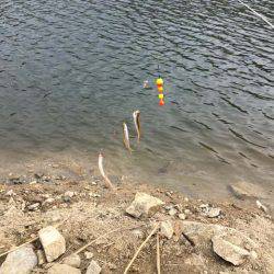 上津ダムのワカサギ、ざっくり束