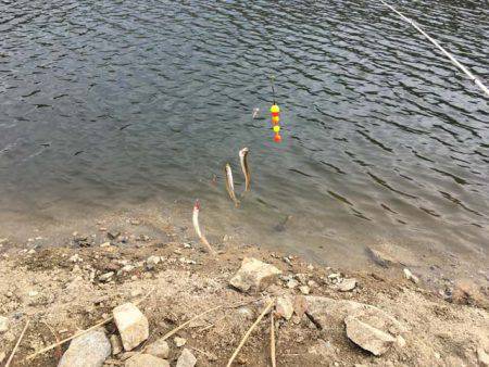 上津ダムのワカサギ、ざっくり束