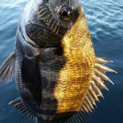 チヌ釣れました