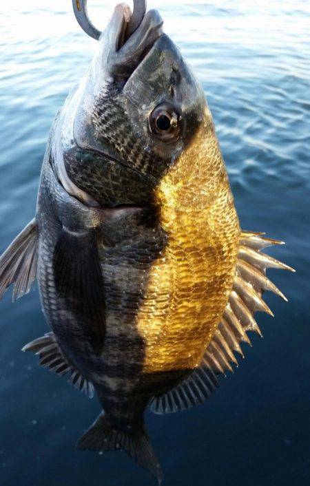 チヌ釣れました