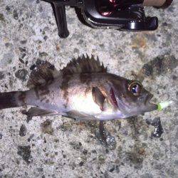 漁港メバリング