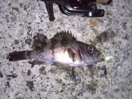 漁港メバリング