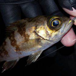 ロックロックこんばんわ。